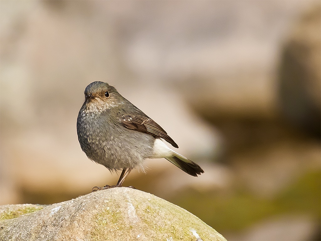 麻雀能不能碰水 21050134335144.jpg