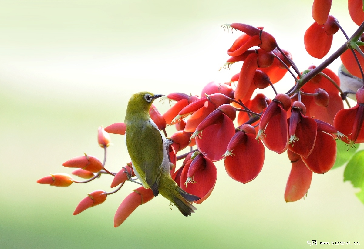 花儿红鸟儿俏,南国拍鸟佳期到 - 河北版 Hebei 