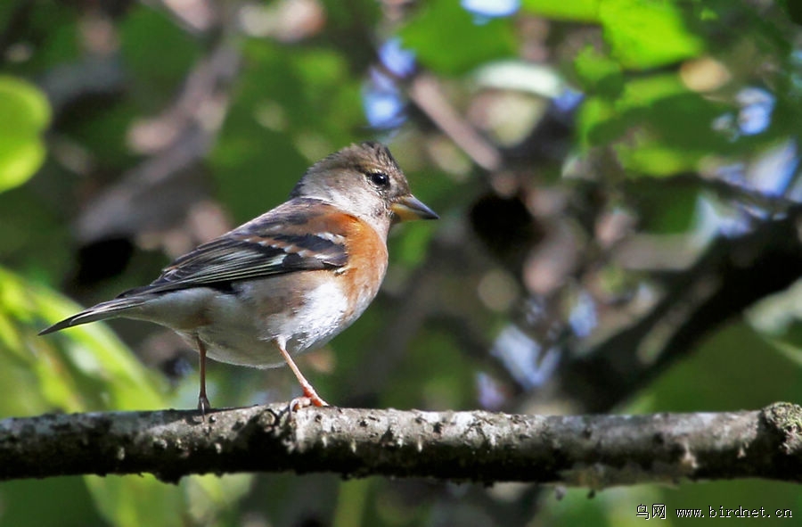 什么堂燕雀成语_燕雀处堂