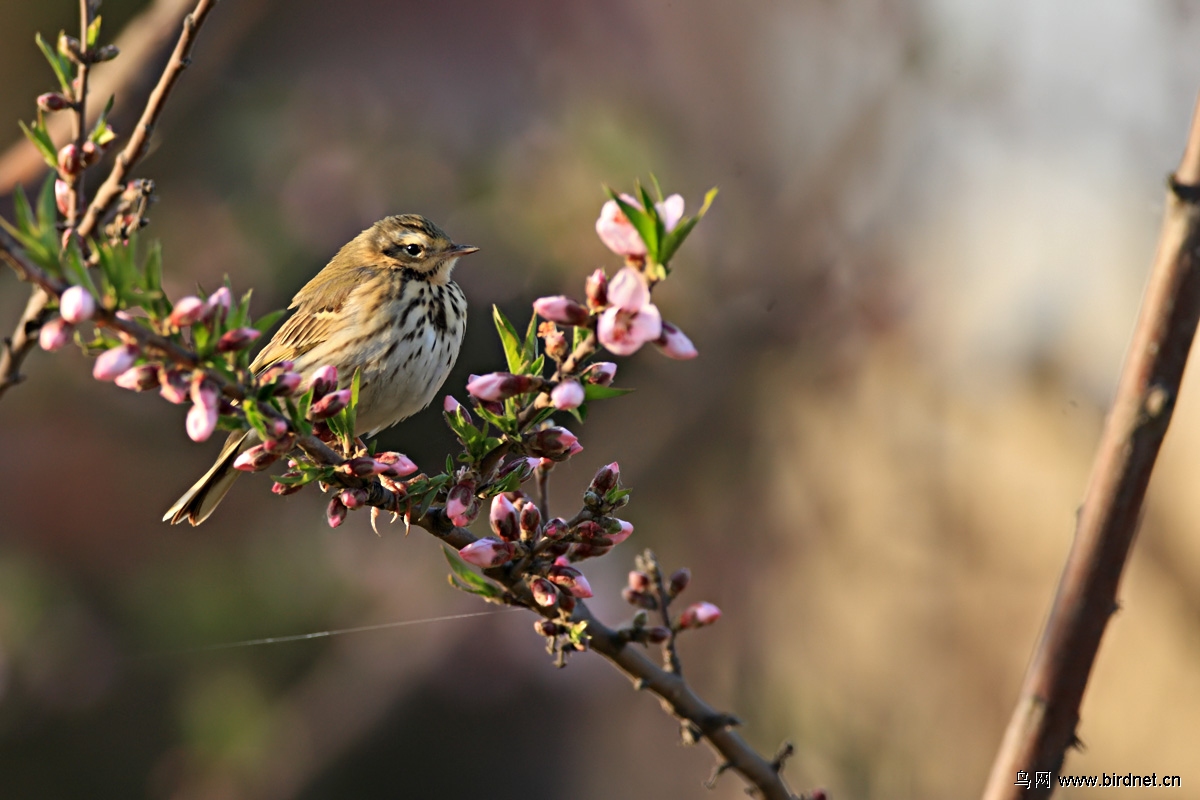 今年春天鸟来得晚,来得少! - 河北版 Hebei 鸟网