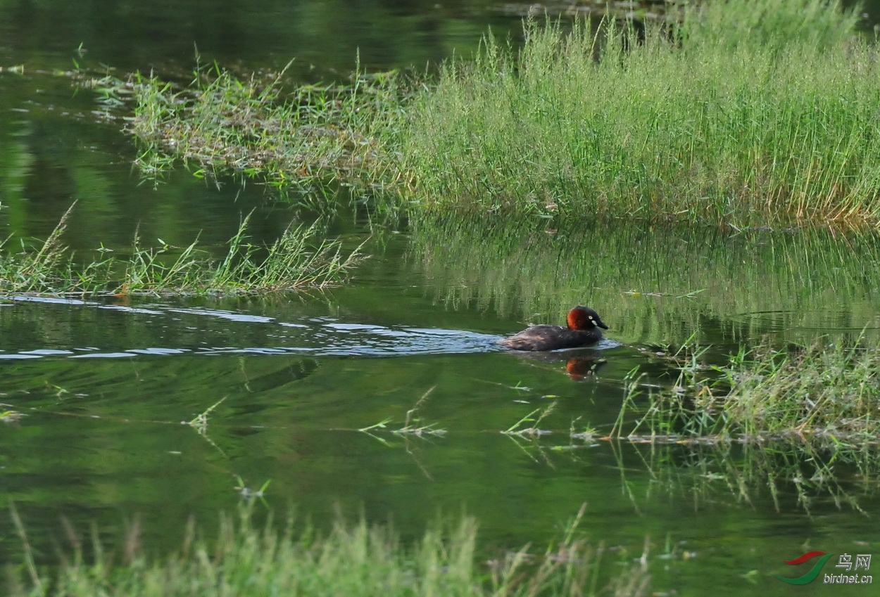 美哉,和她美丽的家(生境片) - 广西版 Guangxi 鸟