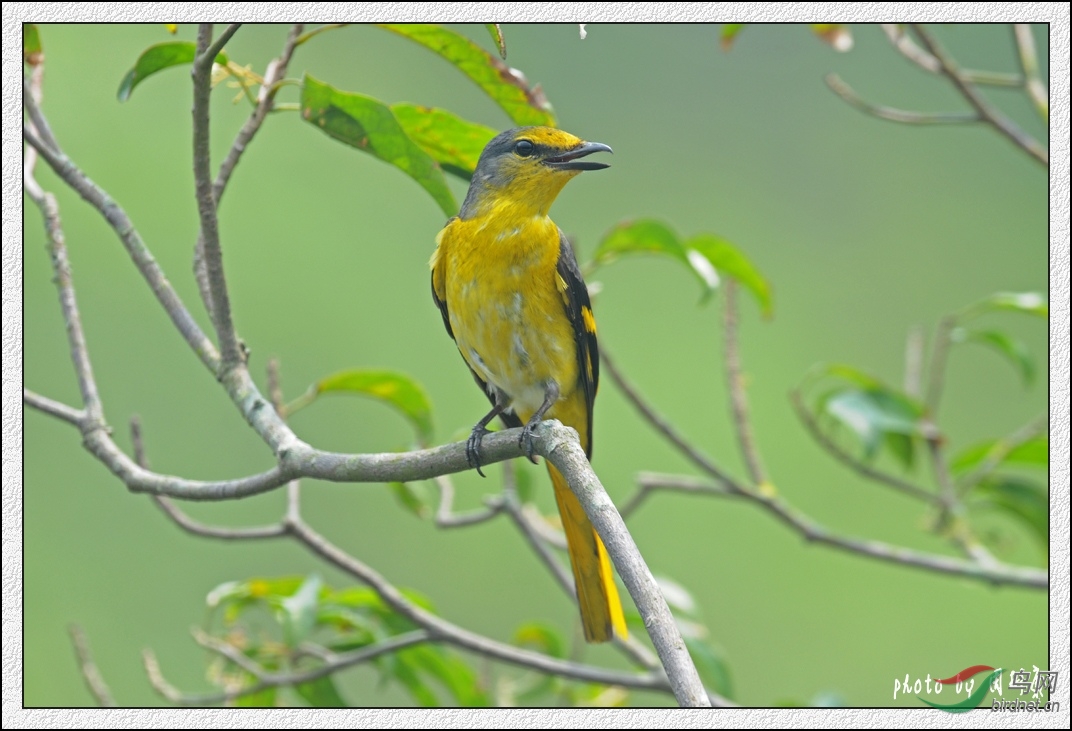 155826g660vo6gor1qa440.jpg
