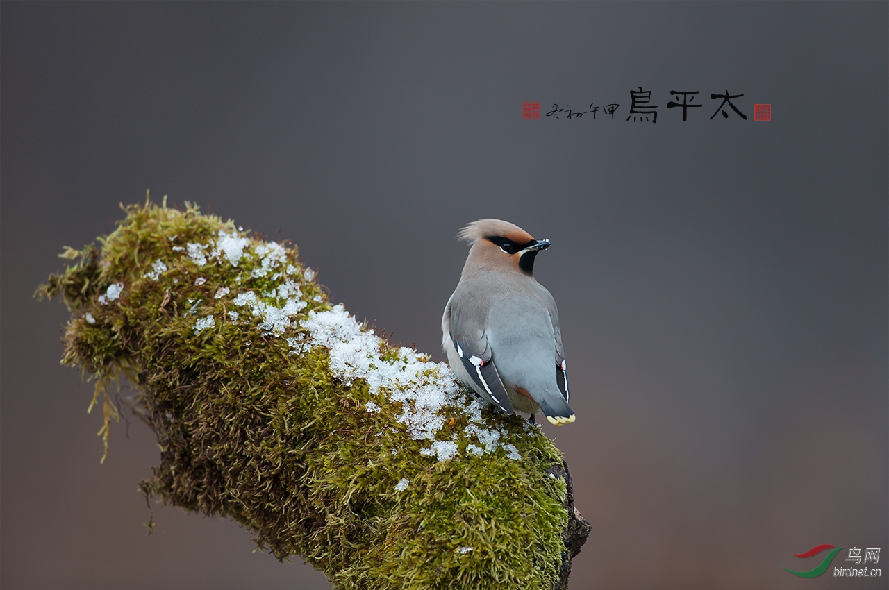 食雪止渴--大太平鸟 - 黑龙江版 Heilongjiang 鸟