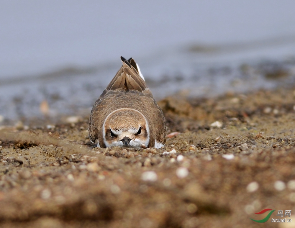 我想亲娘在梦中啊,亲娘想我在天上 - 湖北版 Hu