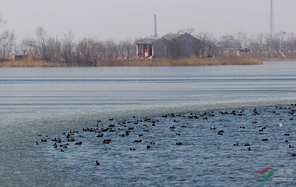 春打六九头 - 鸟类文化 鸟网