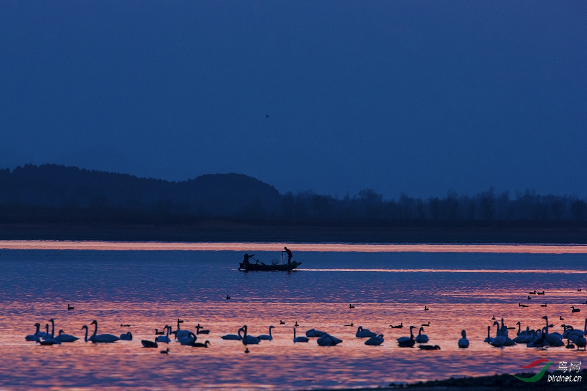 不老屯拍鸟历险记 - 北京版 Beijing 鸟网