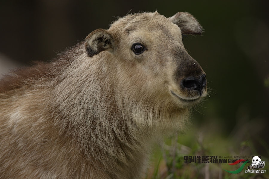 朋友像什么动物 190019myrtr34hmkk9tsyy.jpg