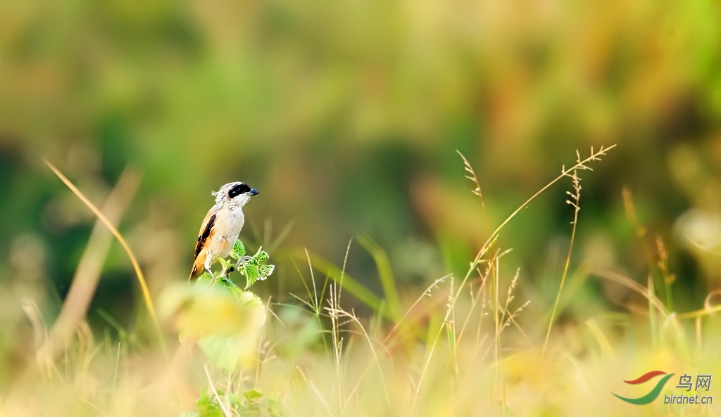夕阳之恋 - 广东版 Guangdong 鸟网