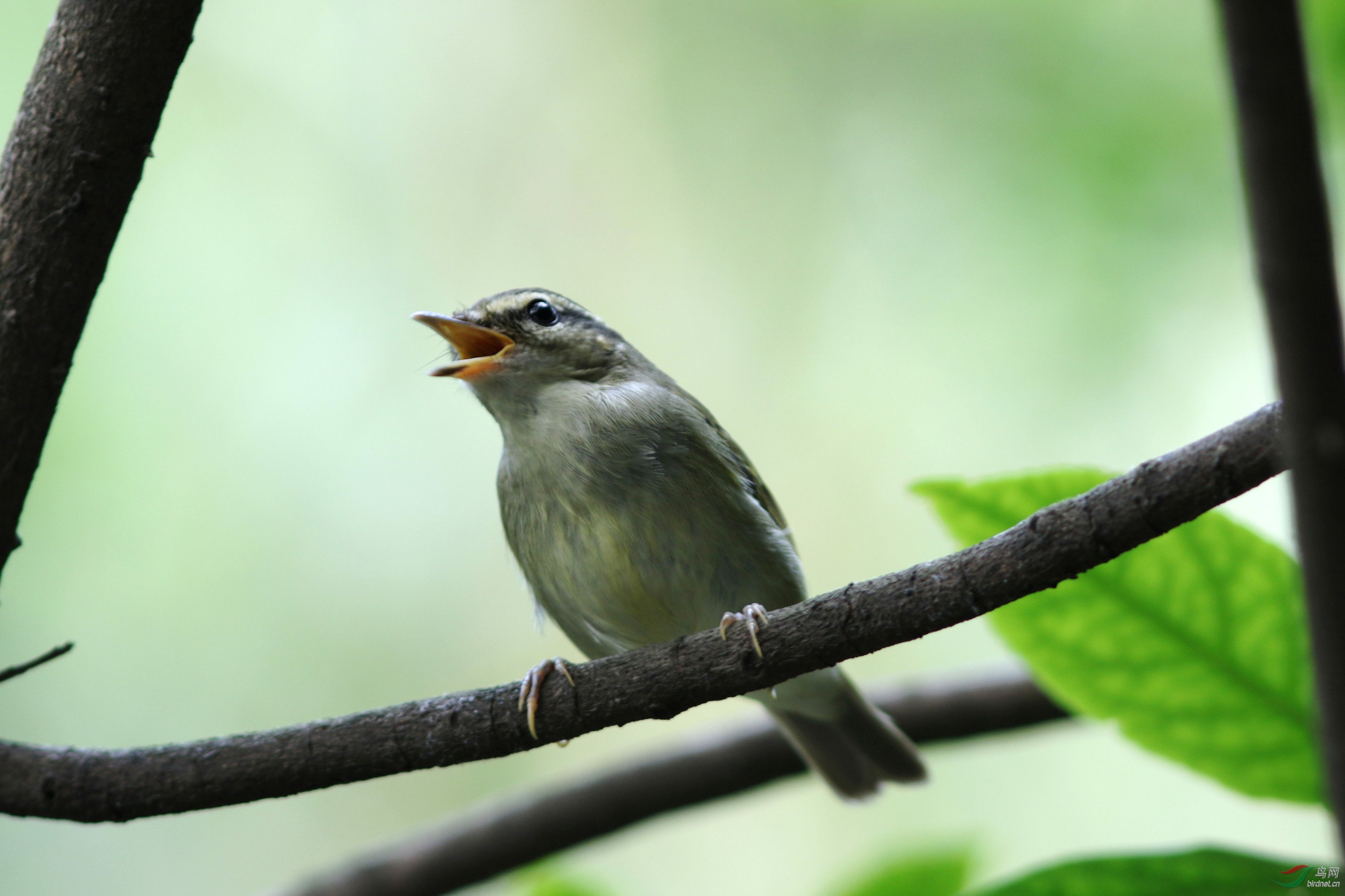 极北柳莺?黑枕黄鹂幼鸟?