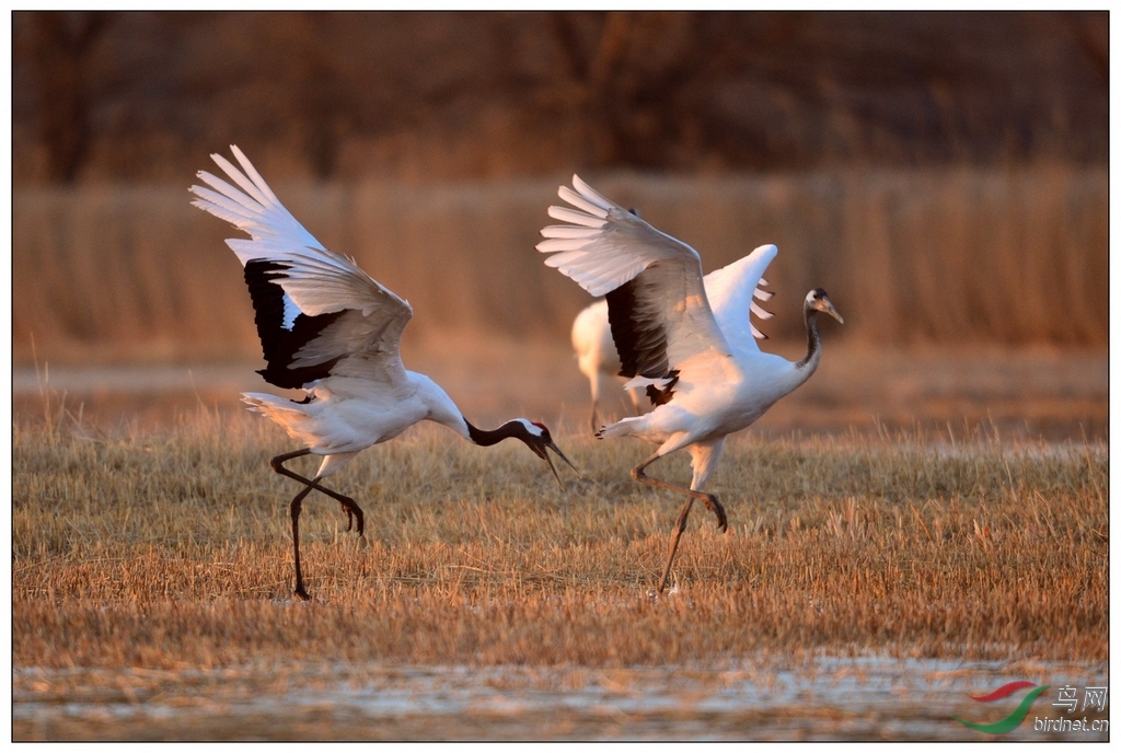 【视觉日记】 丹顶鹤的故事 - 河南版 He'nan 鸟