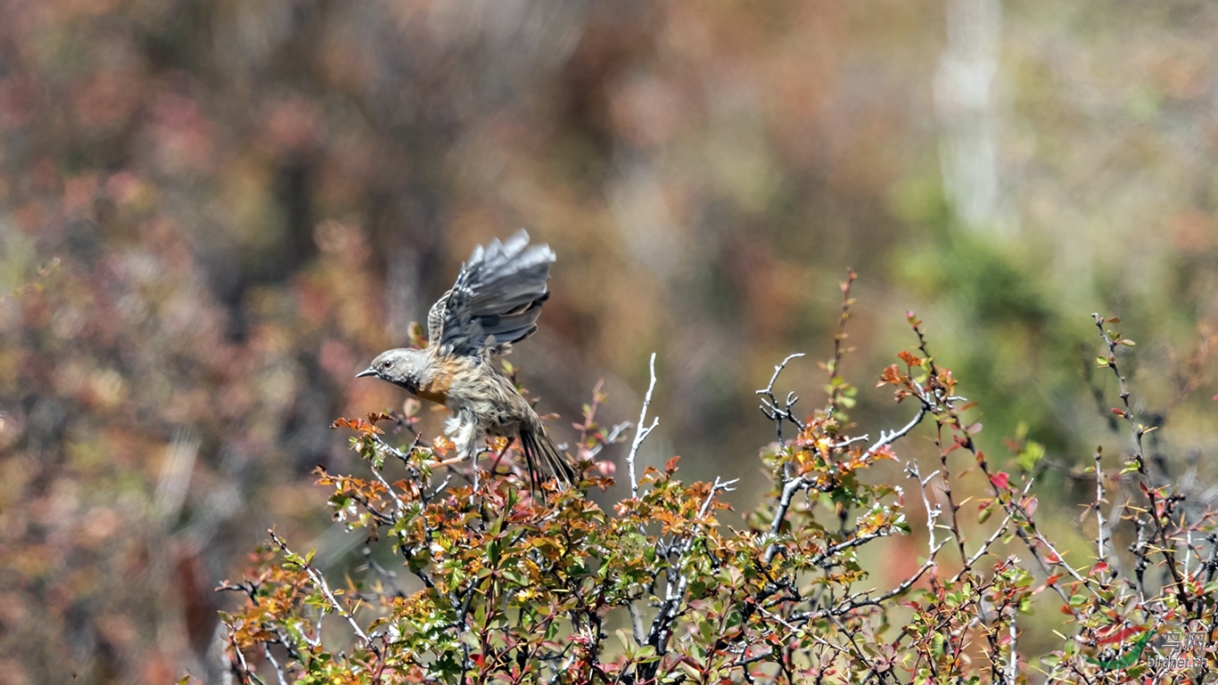 高山鸟胆小,转眼就飞了! - 重庆版 Chongqing 鸟