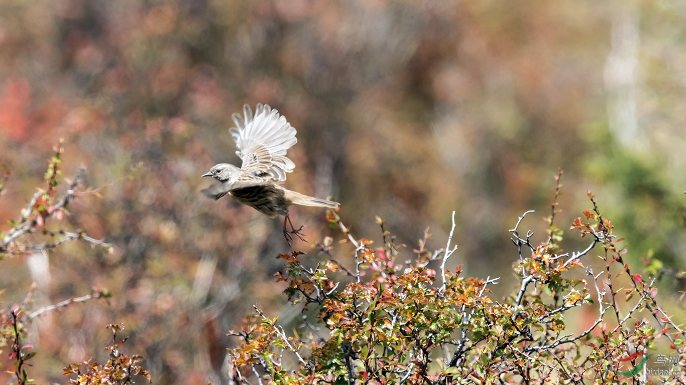 高山鸟胆小,转眼就飞了! - 重庆版 Chongqing 鸟