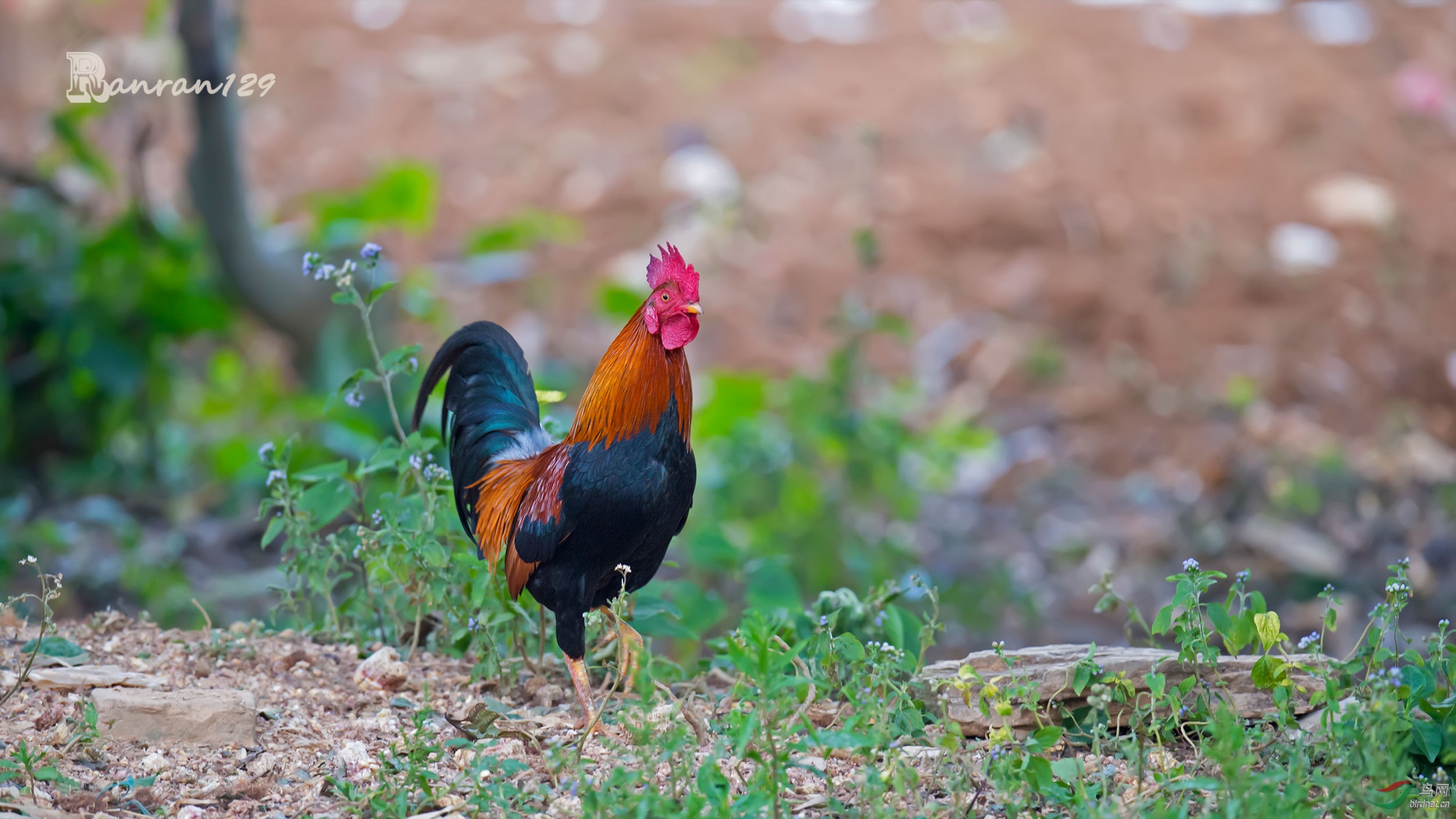 红原鸡 - 四川版 Sichuan 鸟网