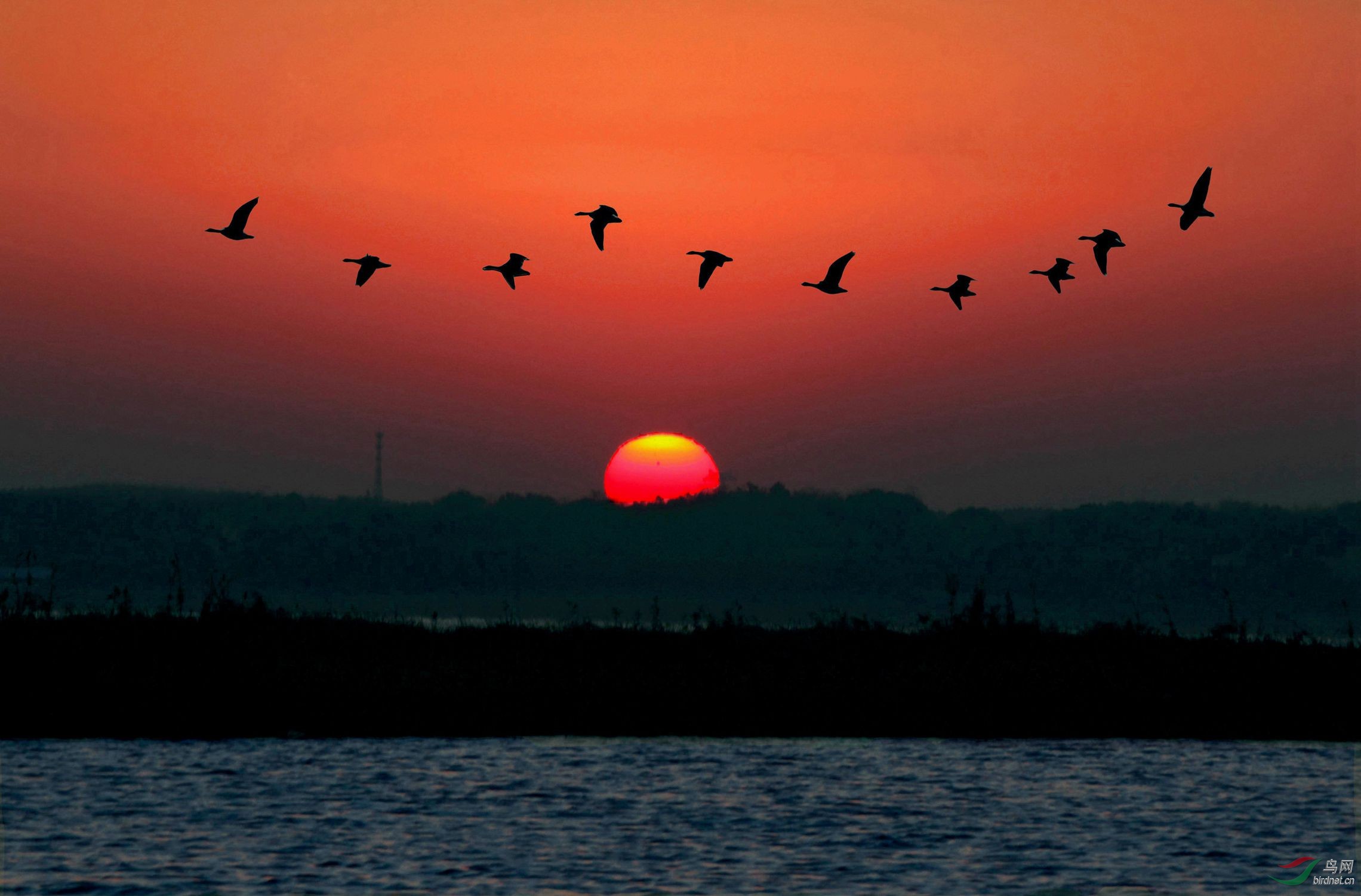 几月大雁北归 210937gymj5k1jjihi5m9h.jpg