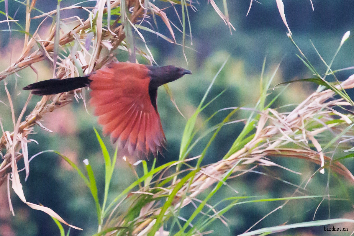 红毛鸡 - 广东版 Guangdong 鸟网