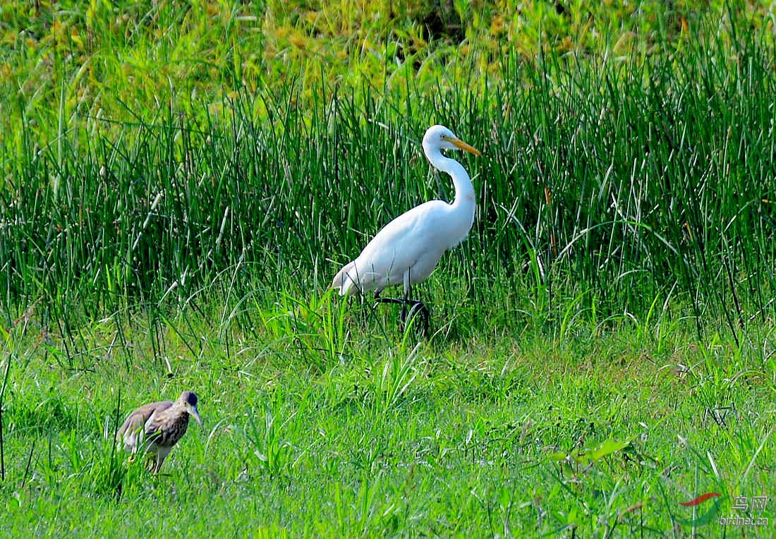 水鸟与白鹭一步一趋 - 河北版 Hebei 鸟网
