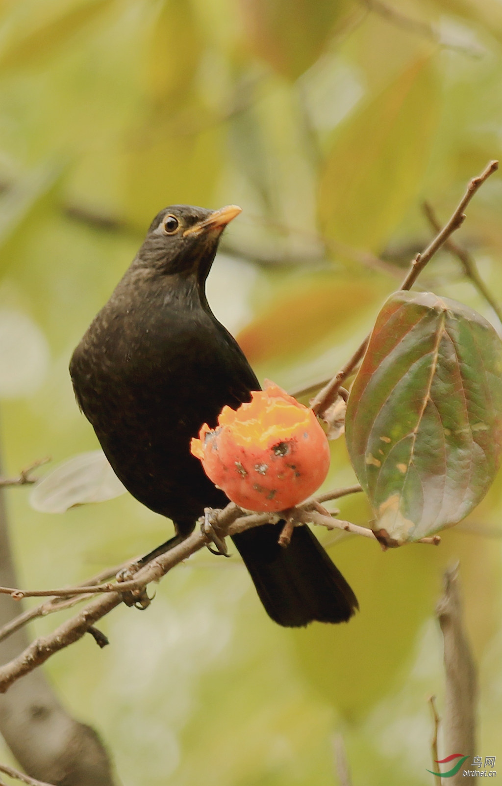 乌鸫鸟 - 北京版 Beijing 鸟网
