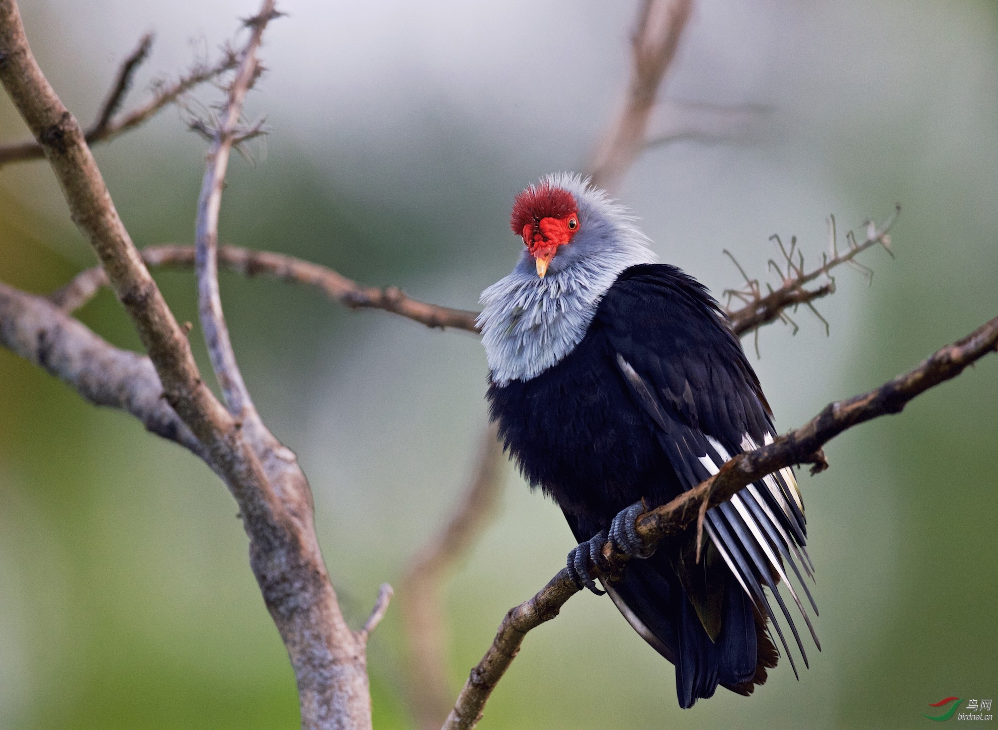 塞舌尔鸟岛:红冠蓝鸠(特有鸟种) - 重庆版 Chon