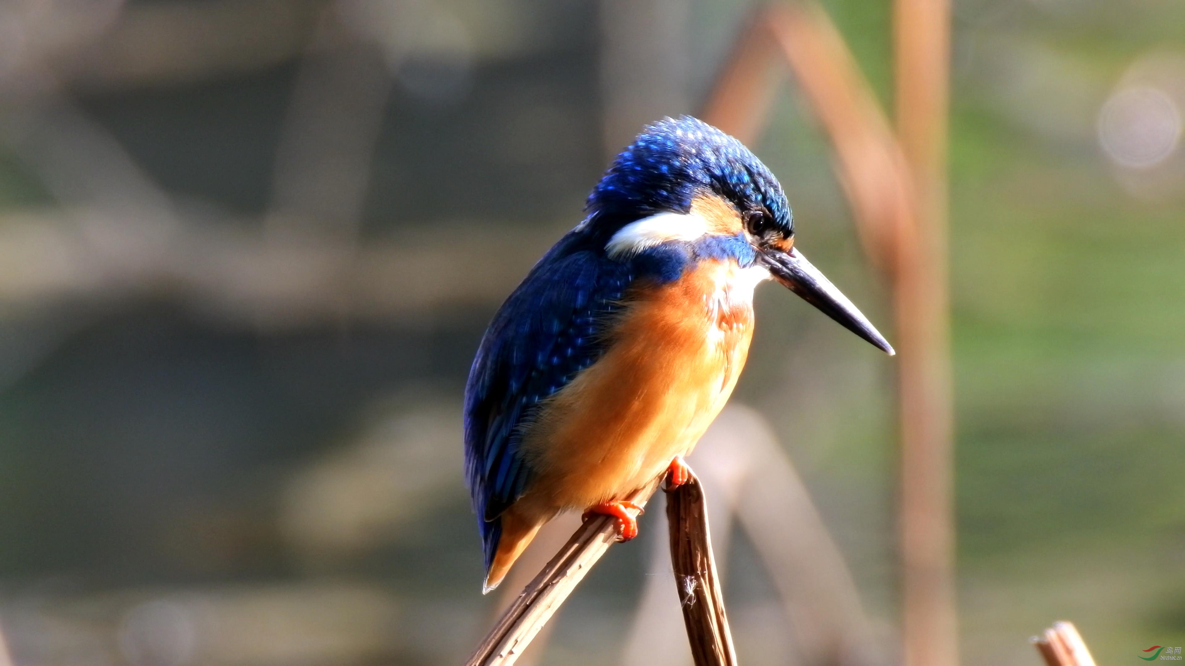 尼康j5+适马50-500 - 器材讨论与测评 鸟网