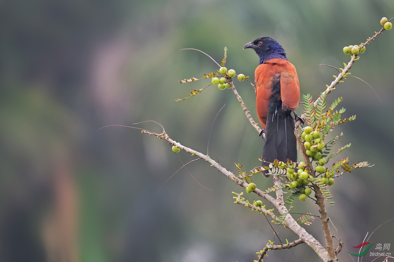 红毛鸡上树了 - 广东版 Guangdong 鸟网