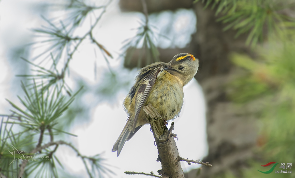 头上长花的戴菊 - 江苏版 Jiangsu 鸟网