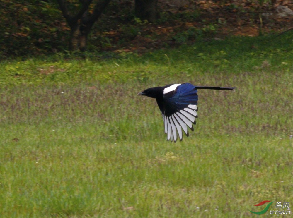 飞版喜鹊 - 林鸟版 鸟网