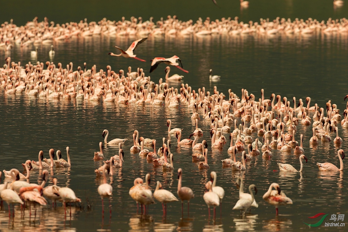 尝试S型构图 - 上海版 Shanghai 鸟网