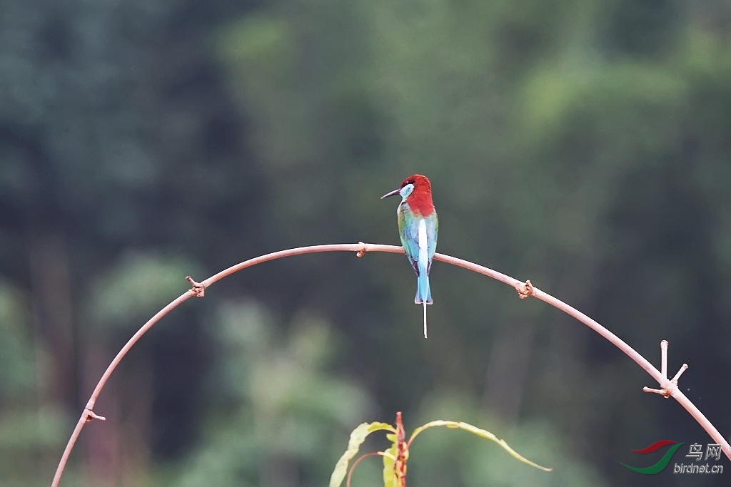 收获--以喜悦的心情传说 - 福建版 Fujian 鸟网