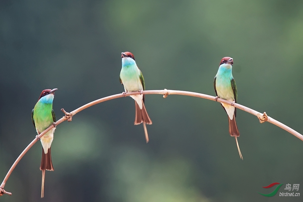 收获--以喜悦的心情传说 - 福建版 Fujian 鸟网