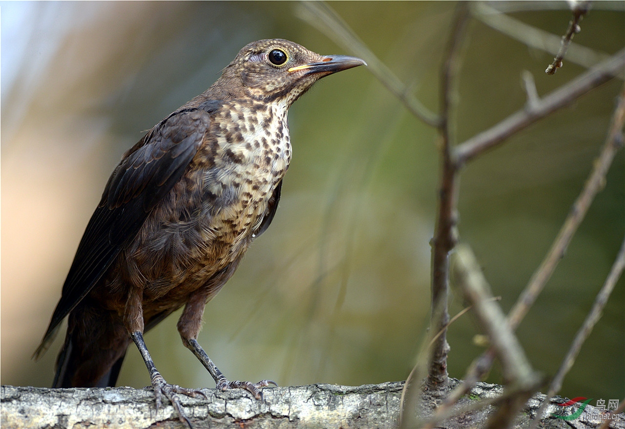 乌鸫鸟 - 陕西版 Shanxi 鸟网