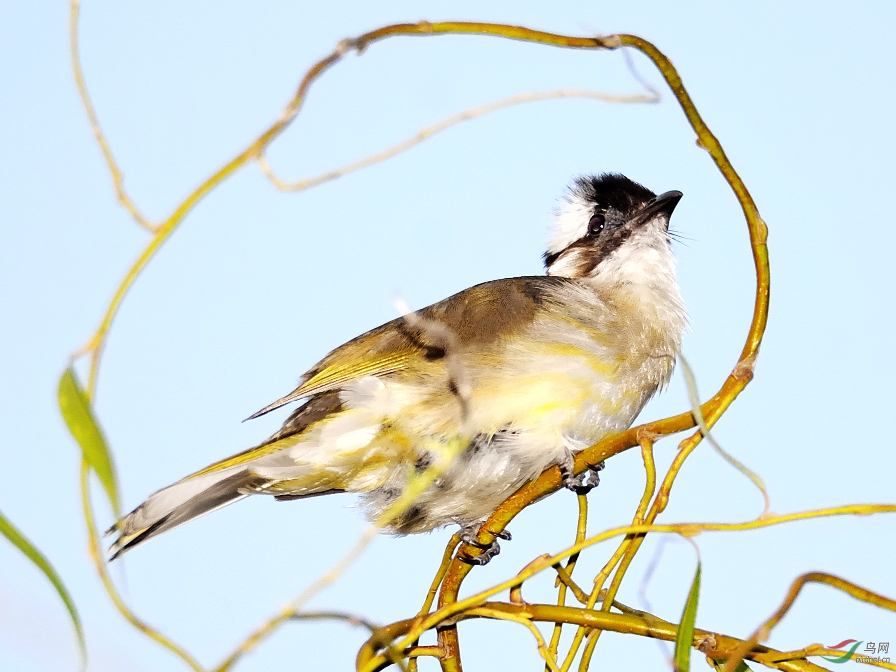 栖枝鸟 - 四川版 Sichuan 鸟网