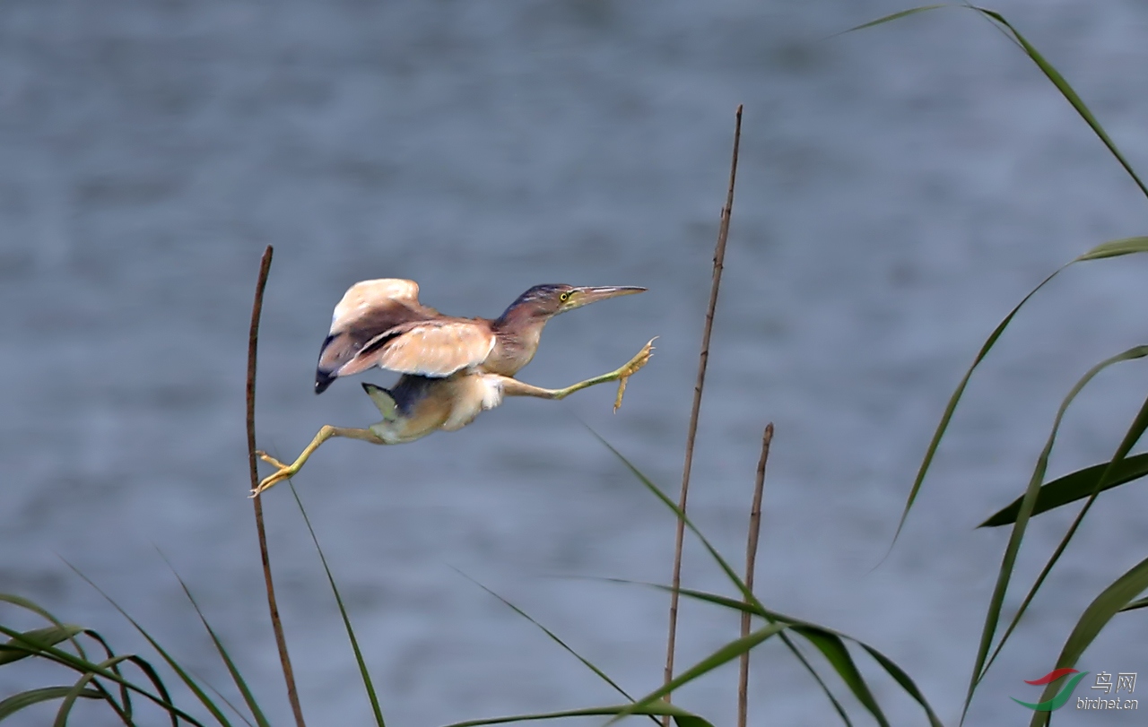 刘翔来了! - 重庆版 Chongqing 鸟网