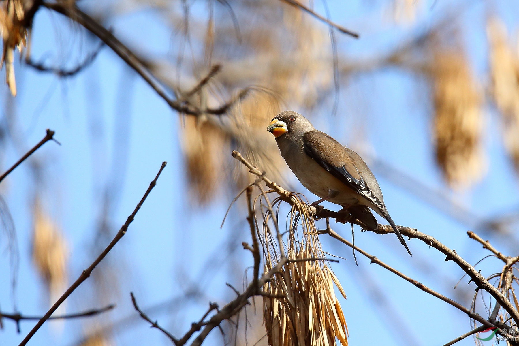 蜡嘴雀的美食--槐树籽 - 内蒙古版 Neimenggu 鸟
