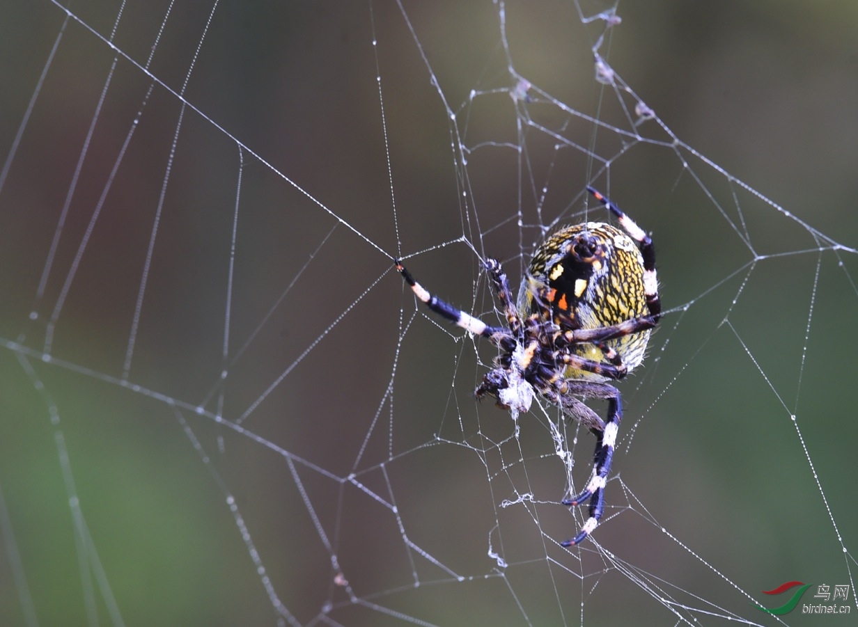 十字园蛛 - 昆虫与微距 鸟网