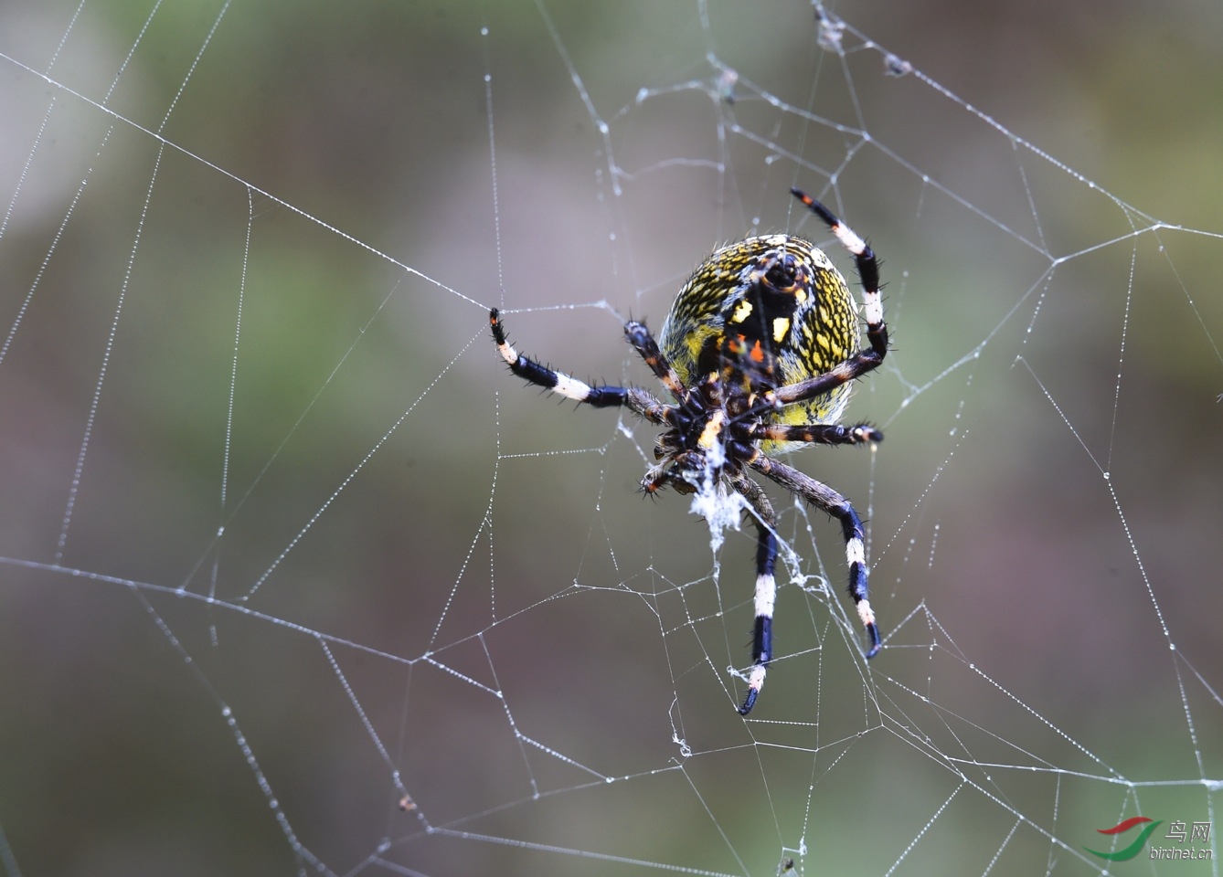 十字园蛛 - 昆虫与微距 鸟网