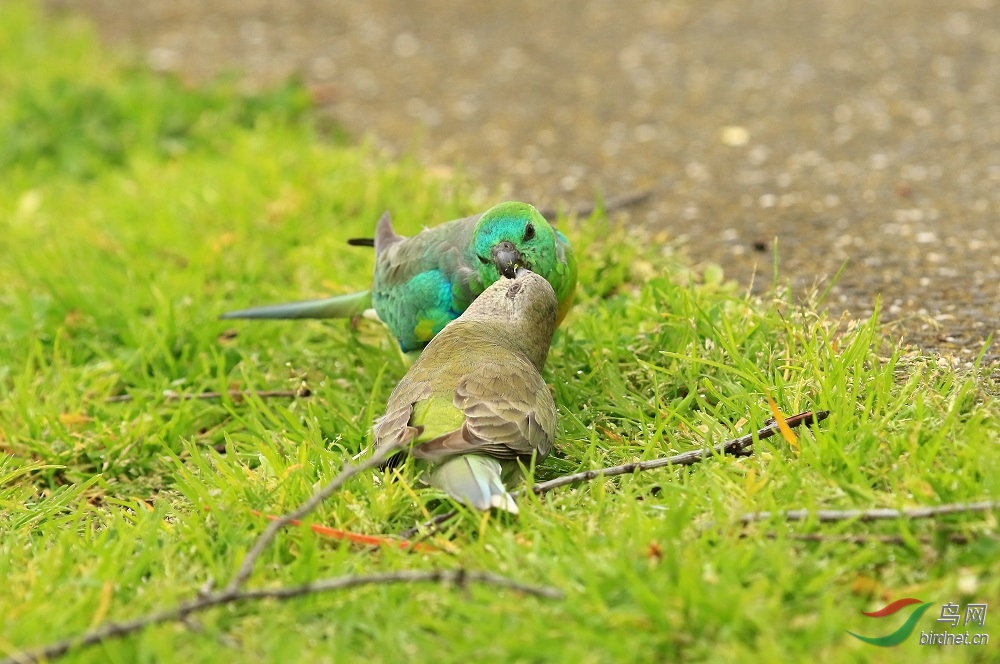 多层色彩的红腰鹦鹉 - 安徽版 Anhui 鸟网