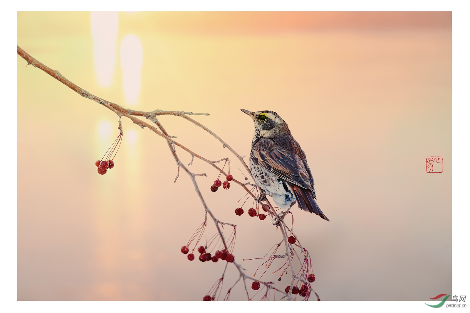 斑鸫栖枝 - 安徽版 Anhui 鸟网