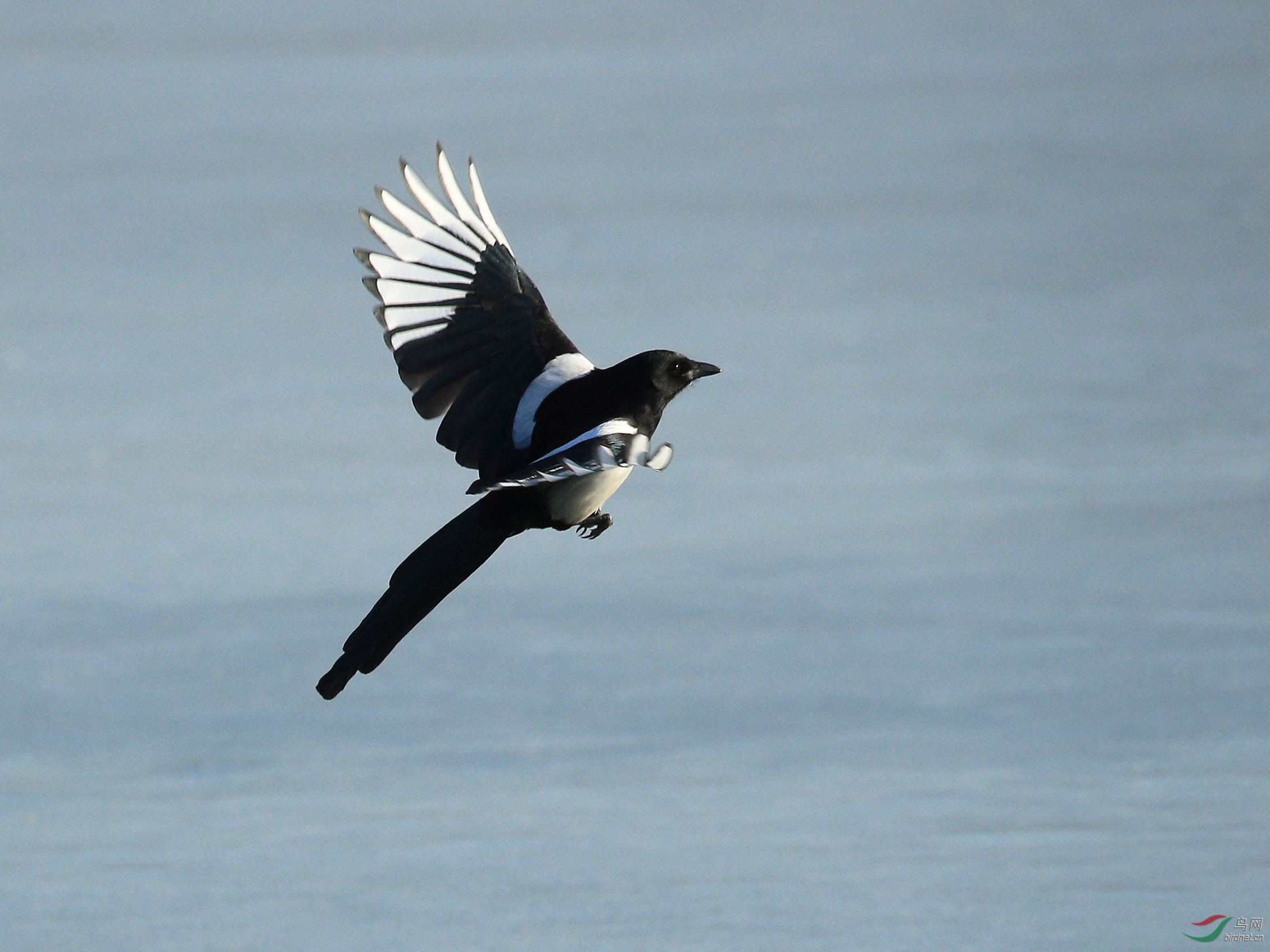 喜鹊飞版-北海公园 - 林鸟版 鸟网