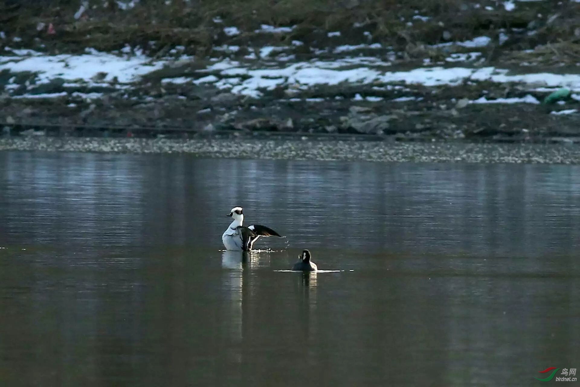 白加黑 - 广东版 Guangdong 鸟网