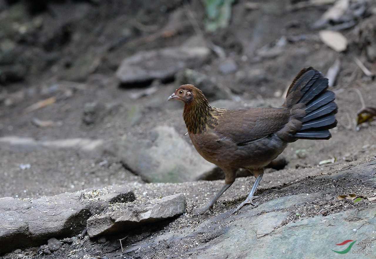 红原鸡 - 云南版 Yunnan 鸟网