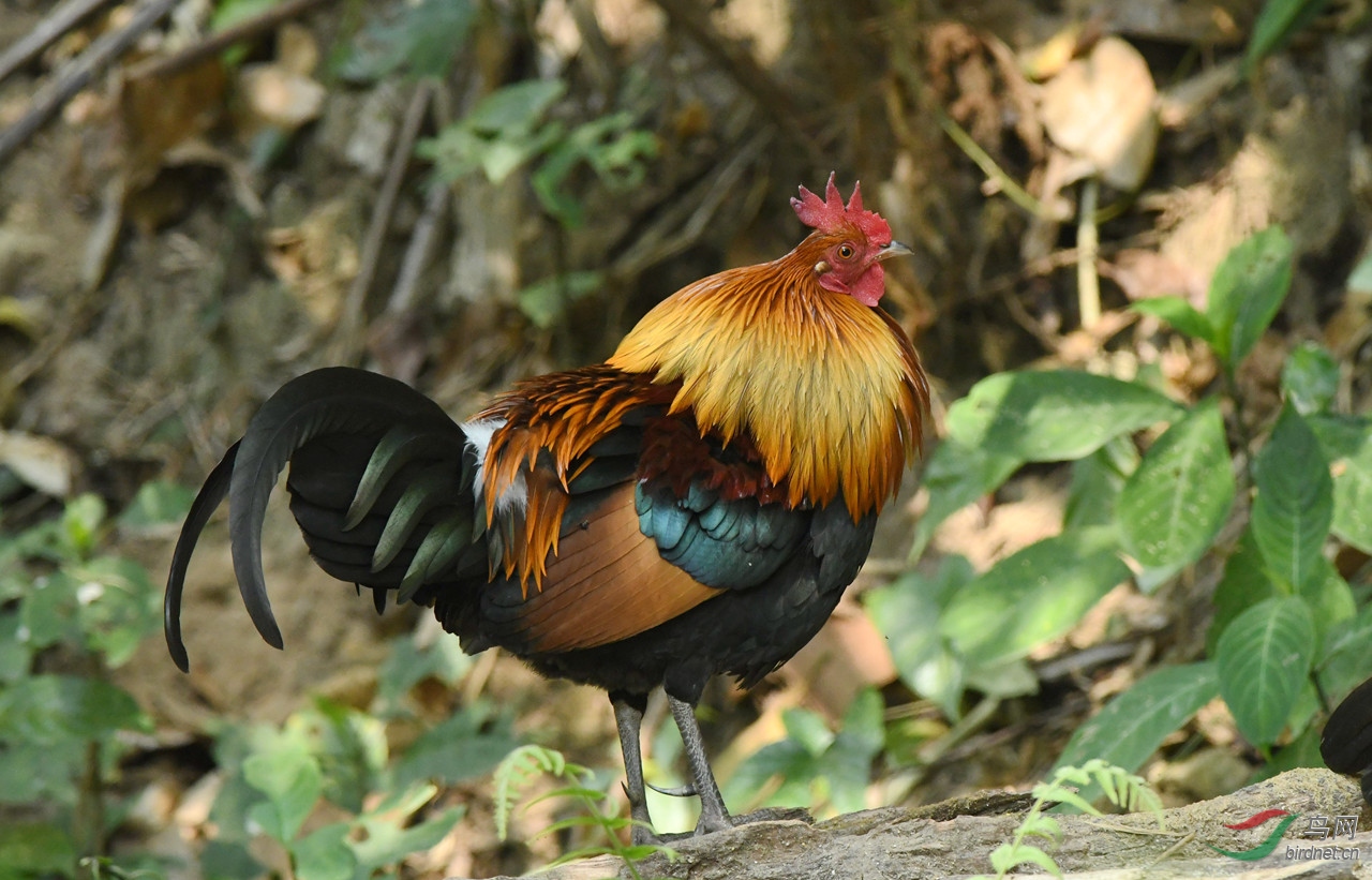红原鸡 - 四川版 Sichuan 鸟网