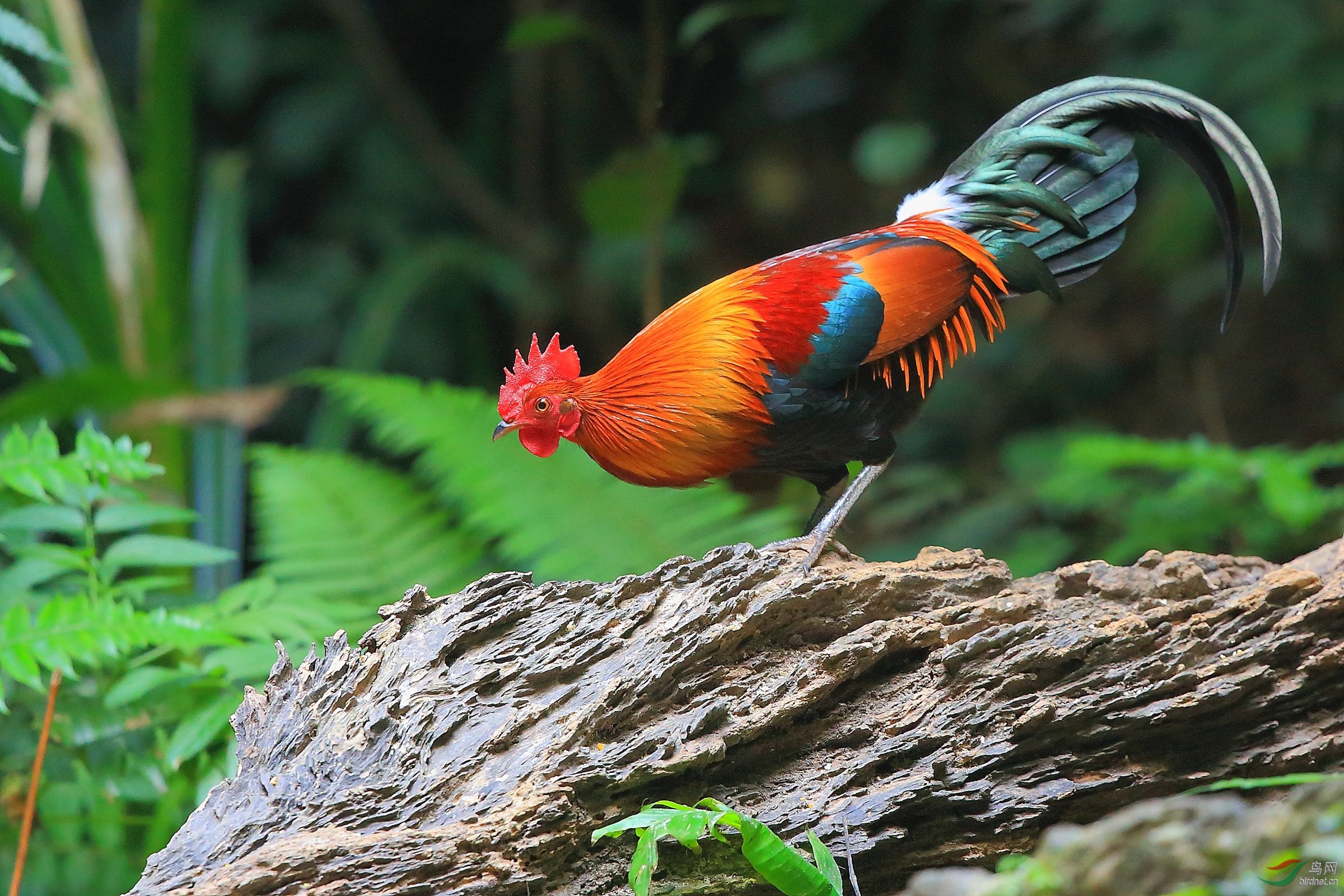 机警【红原鸡】 - 甘肃版 Gansu 鸟网