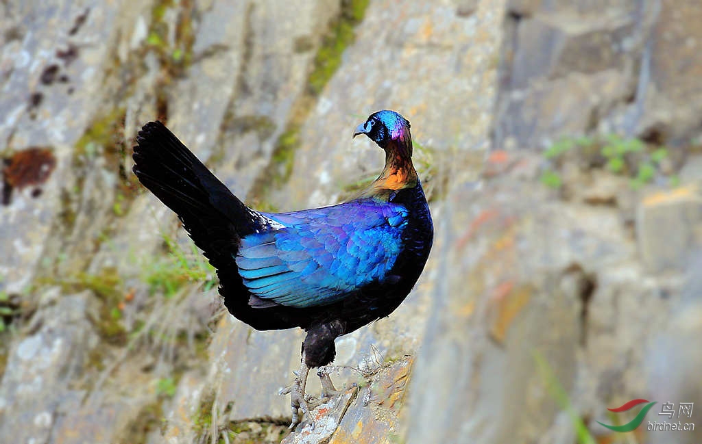 绿尾虹雉资料及保护级别 - 四川版 Sichuan 鸟网