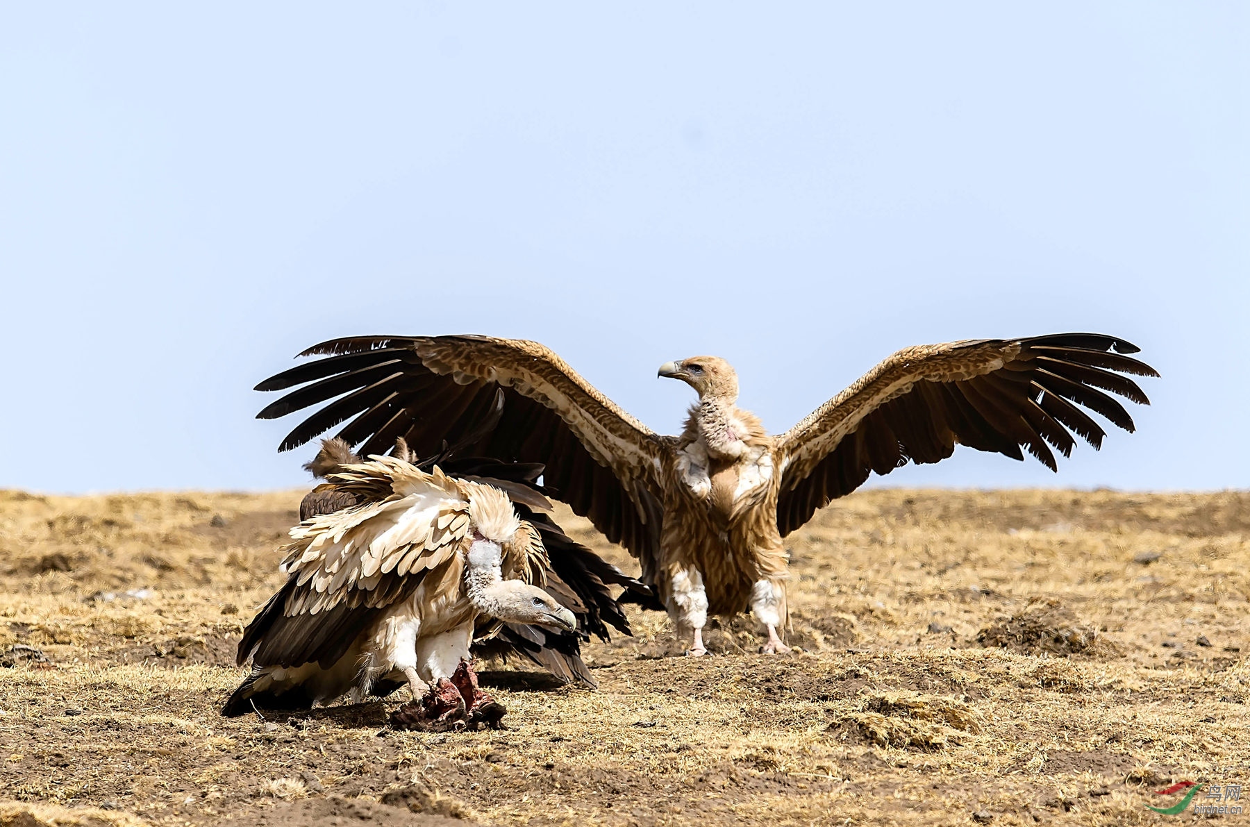 我掩护 - 猛禽版 鸟网