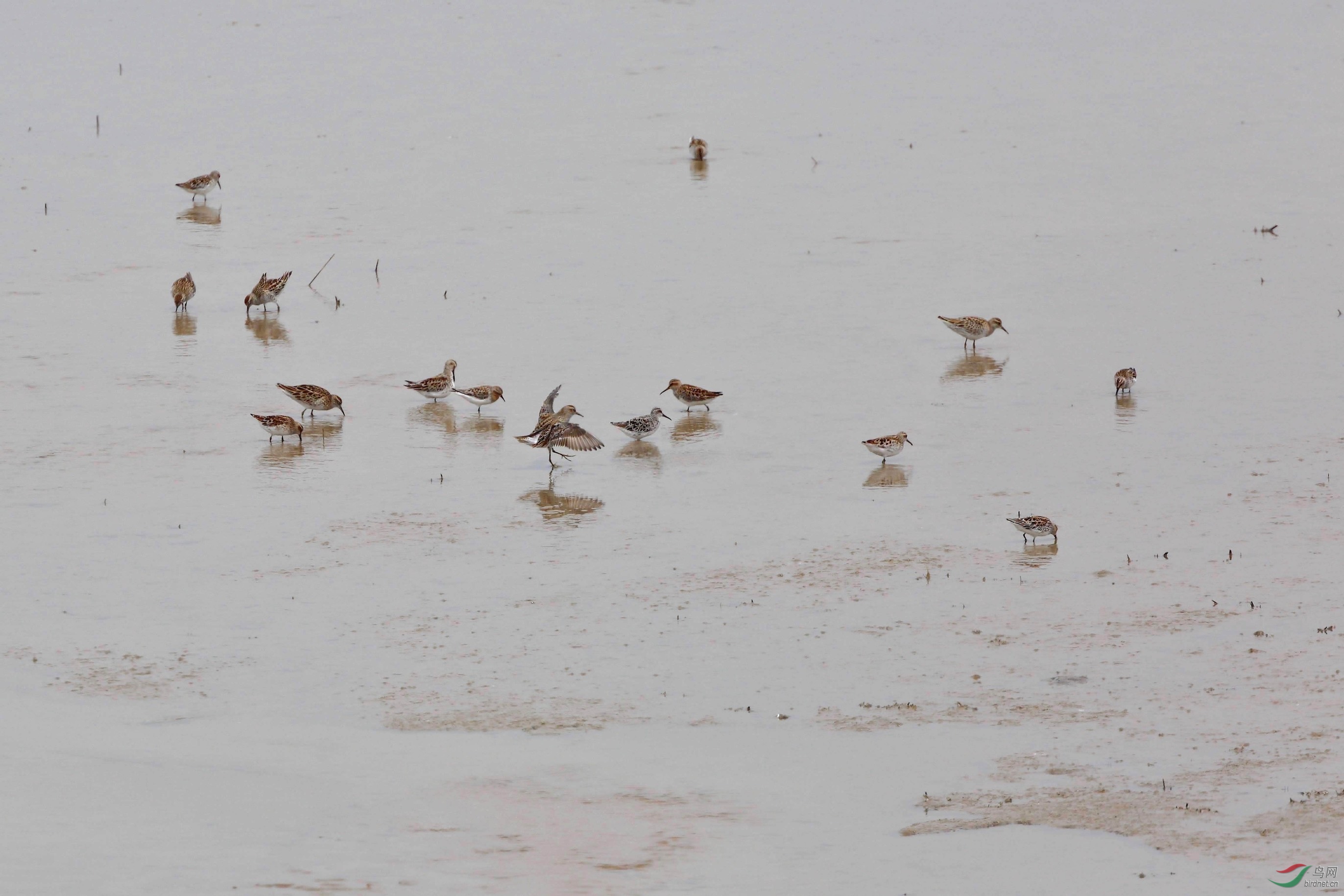 滩涂上悠闲自得--鹬 - 广西版 Guangxi 鸟网