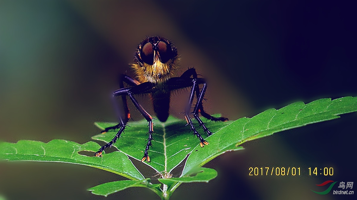 牛牤 - 四川版 Sichuan 鸟网