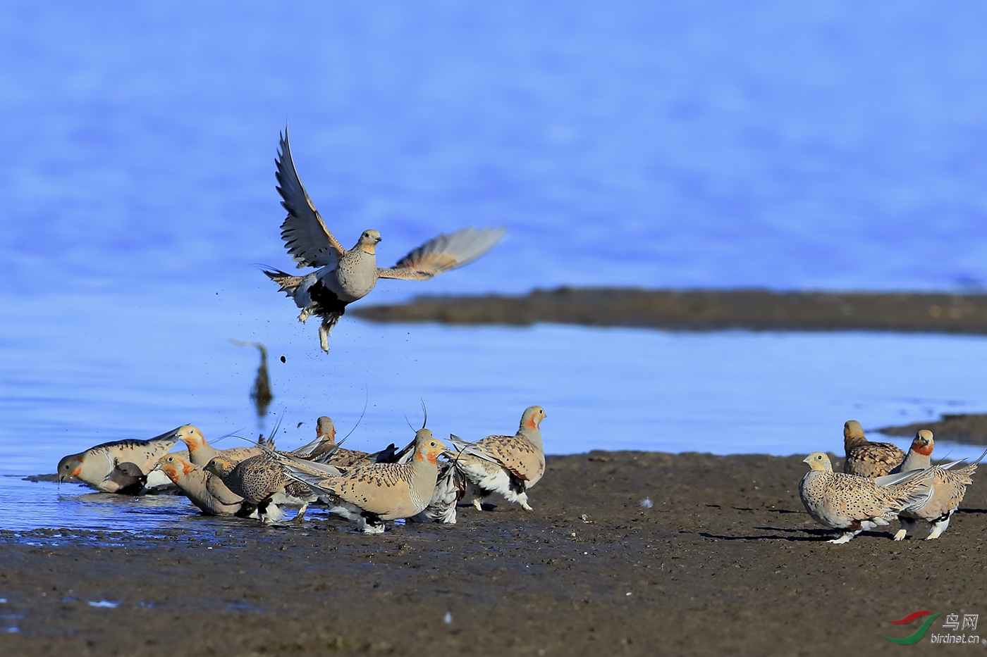 迟来的祝贺--携毛腿沙鸡贺平平千千 初学摄影老