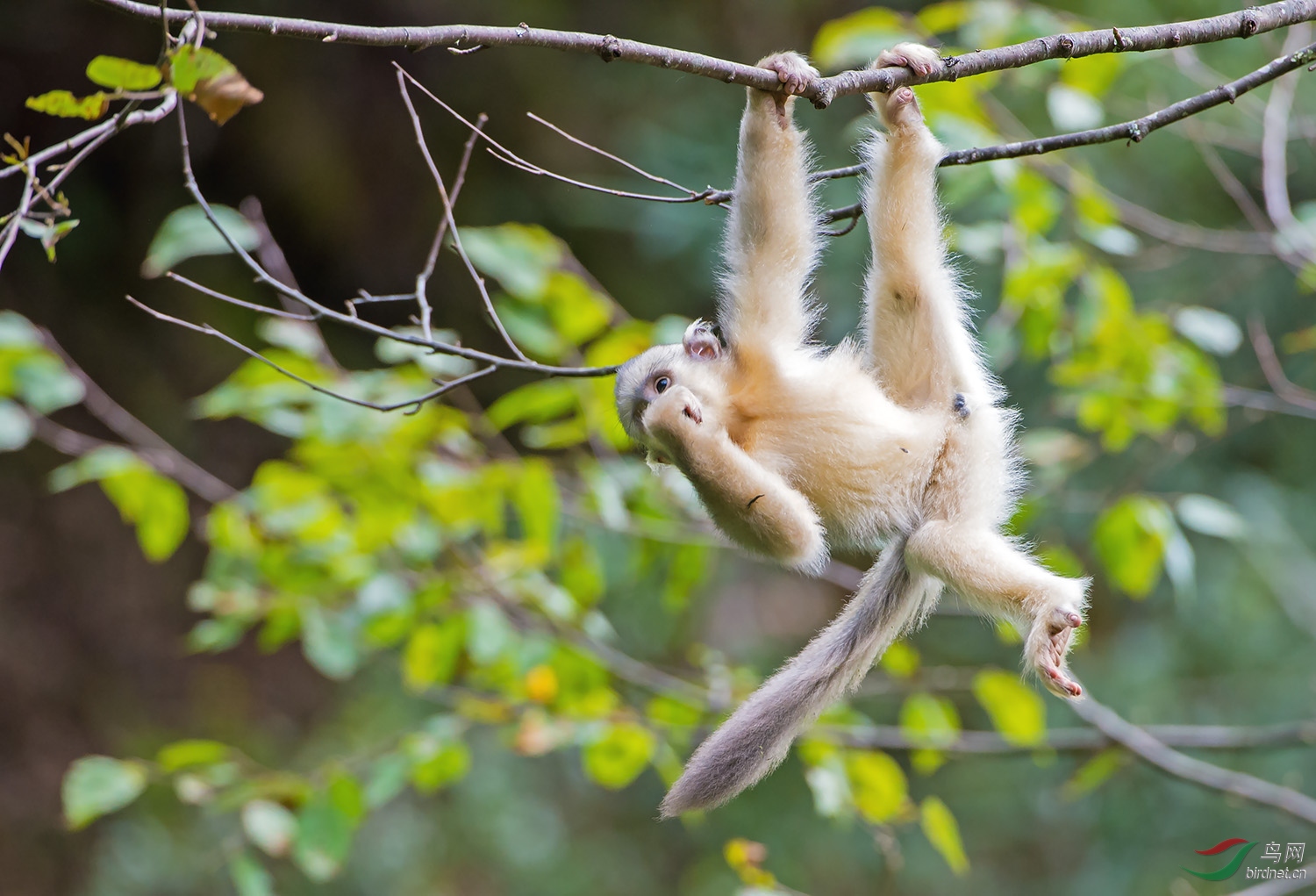 云南山货 滇金丝猴贺夏羽荣任甘肃版主 - 甘肃