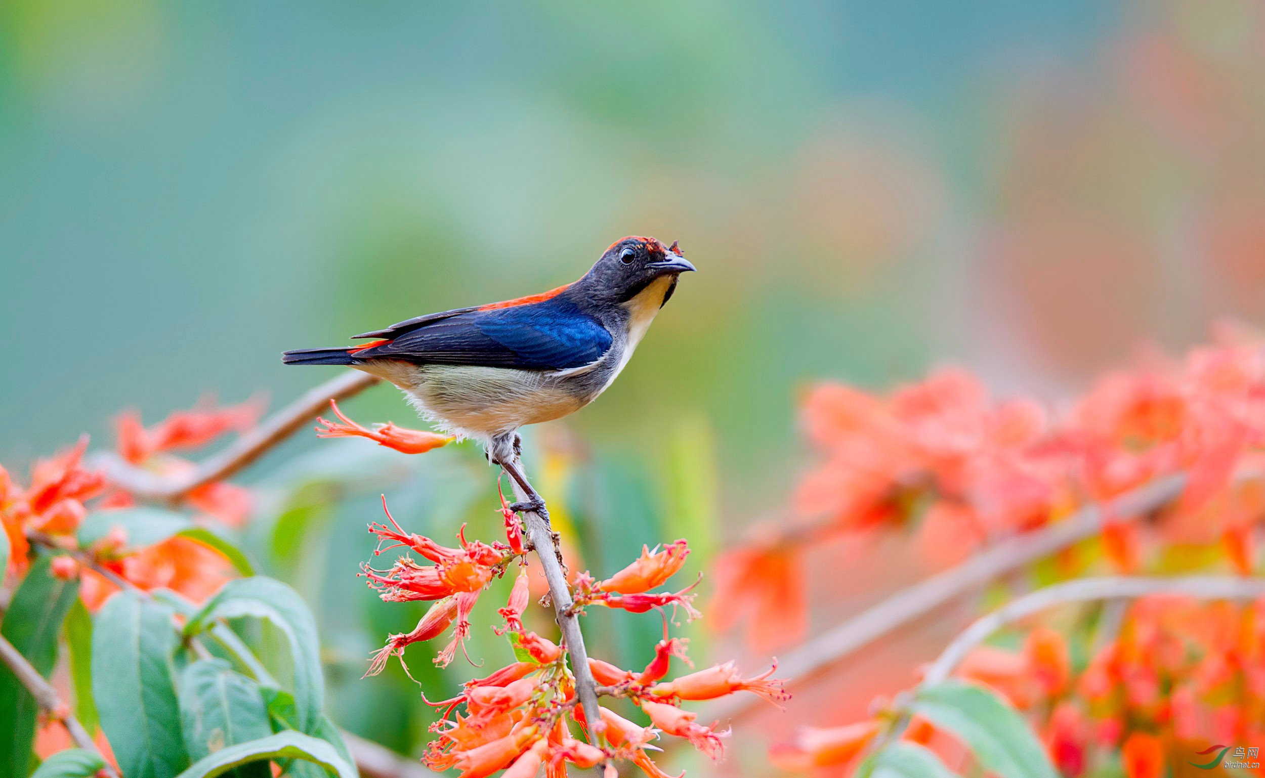 延颈举踵 - 广东版 Guangdong 鸟网