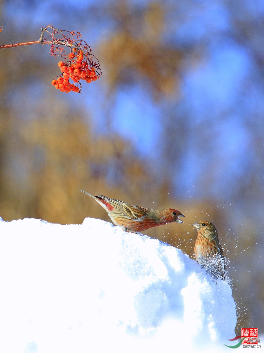 北朱雀的领地意识